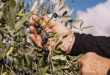 ancient roots olive oil reviews