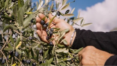 ancient roots olive oil reviews