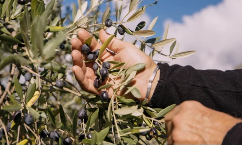 ancient roots olive oil reviews
