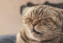 why does my cat keep sneezing