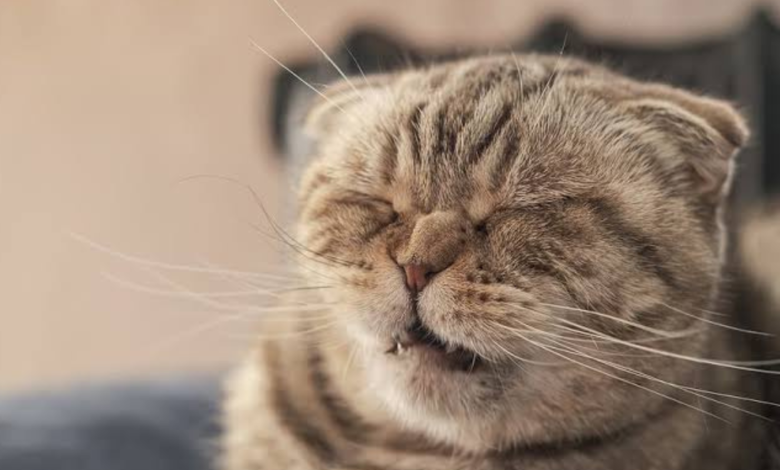 why does my cat keep sneezing