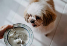 what can i give my dog for diarrhea