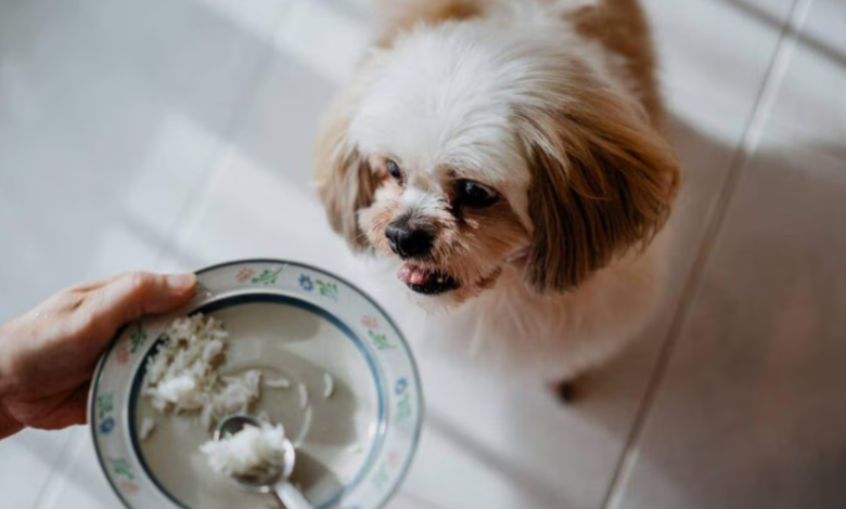 what can i give my dog for diarrhea